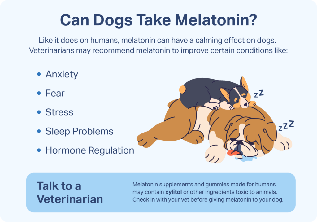 Graphic reminding you to speak to a vet before giving a dog melatonin.